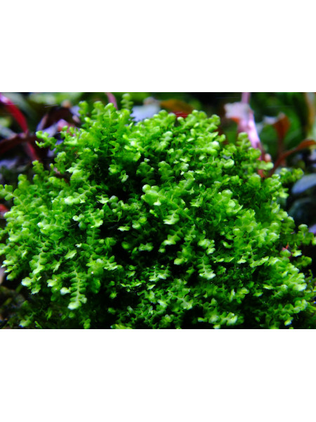 Мох камерун (Plagiochilaceae sp. Cameroon moss)