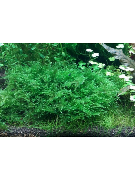 Мох Тайваньский (Taiwan Moss - Taxiphyllum alternans)