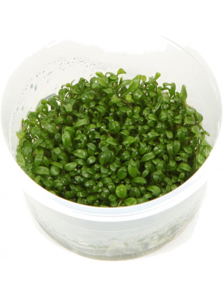 Глоссостигма повойничковая - Glossostigma elatinoides T/C CUP