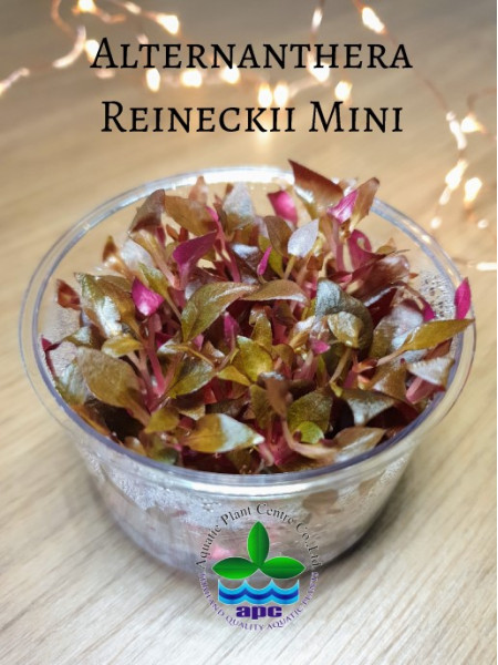 Альтернантера Рейнека мини - Alternanthera reineckii mini T/C CUP - Меристемное растение