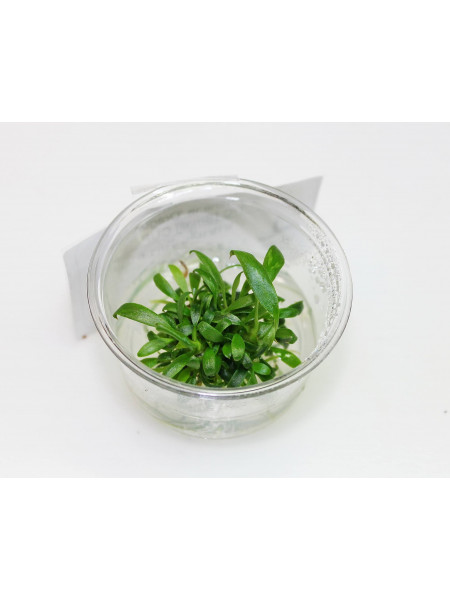 Анубиас Минима Коготь дракона - Anubias minima "Dragon Claw" T/C [Small] CUP