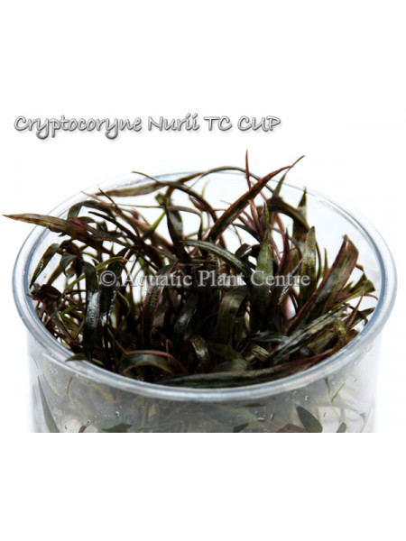 Криптокорина нури - Cryptocoryne nurii T/C [Small] CUP - Меристемное растение