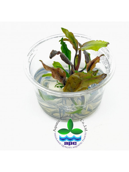 Криптокорина шульце - Cryptocoryne shulzei T/C [Small] CUP