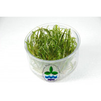 Криптокорина тонкиненсис - Cryptocoryne tonkinensis T/C CUP - Меристемное растение Криптокорина тонкиненсис - Cryptocoryne tonkinensis T/C CUP - Меристемное растение