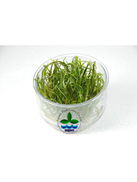 Криптокорина тонкиненсис - Cryptocoryne tonkinensis T/C CUP - Меристемное растение