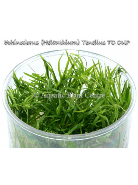 Эхинодорус нежный - Echinodorus Helanthium tenellus T/C CUP