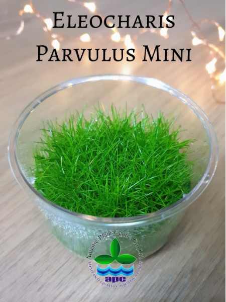 Элеохарис Парвула мини - Eleocharis parvulus mini T/C CUP
