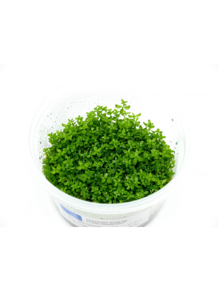 Хемиантус микрамонтеидес - Hemianthus micranthemoides T/C CUP - Меристемное растение