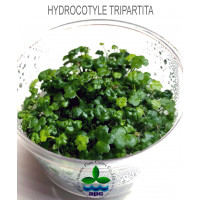 Гидрокотила трипартита - Hydrocotyle tripartita T/C CUP
