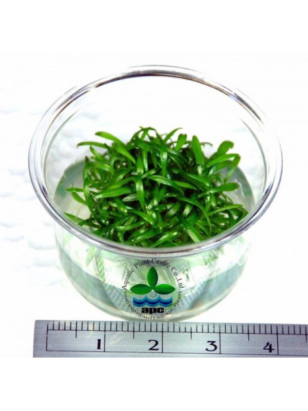 Криптокорина парва - Cryptocoryne parva T/C [Small] CUP - Меристемное растение