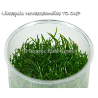 Лилаеопсис новозеландский - Lilaeopsis novaezelandiae T/C CUP
