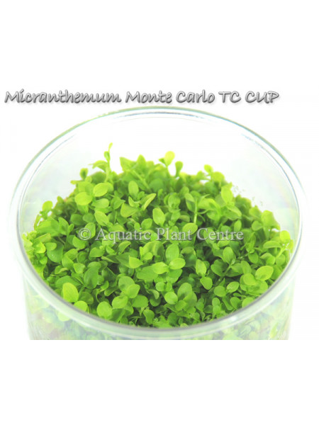 Микрантемум монте карло - Micranthemum monte carlo T/C CUP