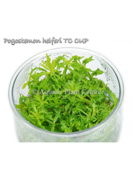 Погостемон  Хелфера - Pogostemon helferi T/C CUP