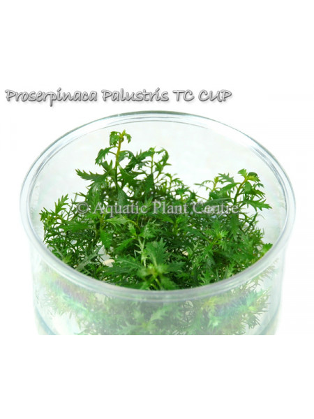 Прозерпинака Палюстрис - Proserpinaca palustris T/C CUP