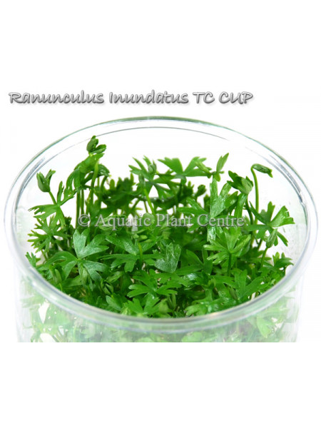 Водный лютик - Ranunculus Inundatus T/C CUP