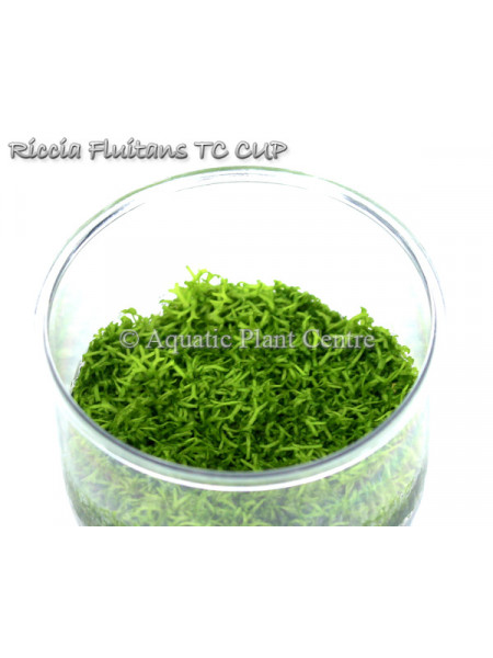 Риччия плавающая - Riccia fluitans T/C [Small] CUP
