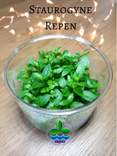 Стаурогин - Staurogyne repens T/C CUP