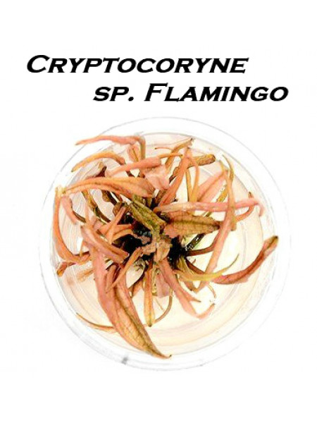 Криптокорина Фламинго - Cryptocoryne flamingo T/C [Small]