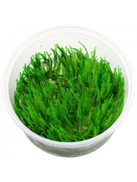 Мох яванский - Vesicularia dubyana(wild)  CUP