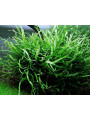 Папоротник таиландский узколистный (Microsorum pteropus narrow leaf)