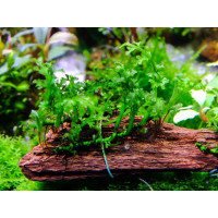 Папоротник болбитис дифформис baby leaf (Bolbitis difformis baby leaf) Папоротник болбитис дифформис baby leaf (Bolbitis difformis baby leaf)