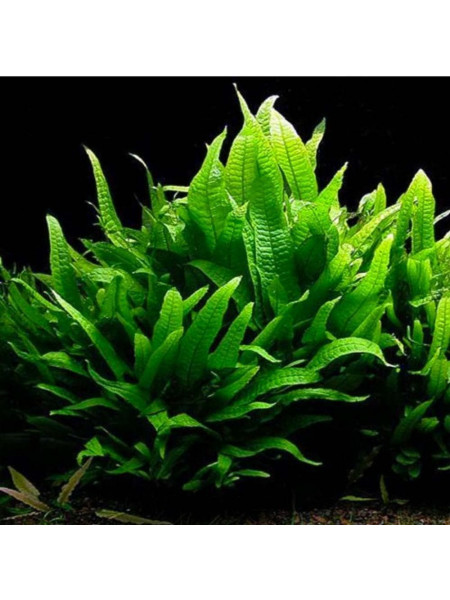 Папоротник таиландский (Microsorum pteropus)