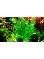 Папоротник таиландский узколистный (Microsorum pteropus narrow leaf)