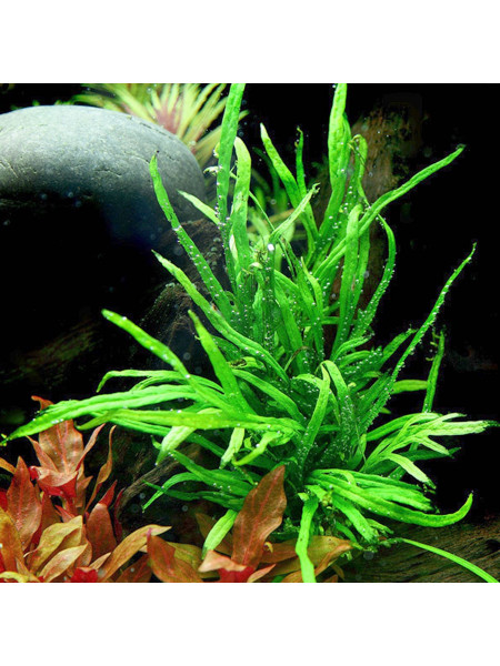 Папоротник тридент (Microsorum pt. Trident)