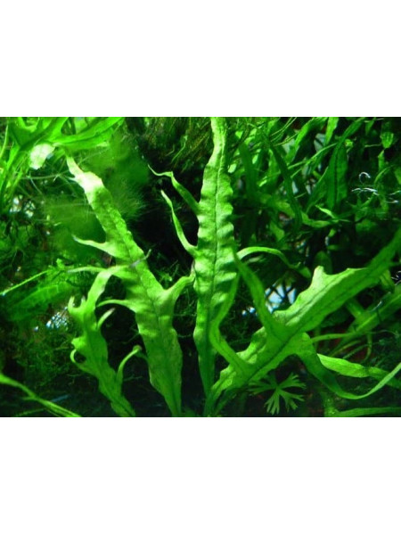 Microsorum sp Fork Leaf