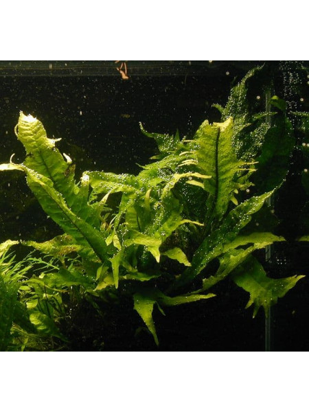 Папоротник таиландский Тропика (Microsorum pteropus Tropica)