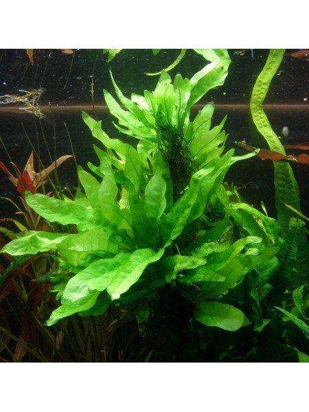 Microsorum pteropus (Undulata)