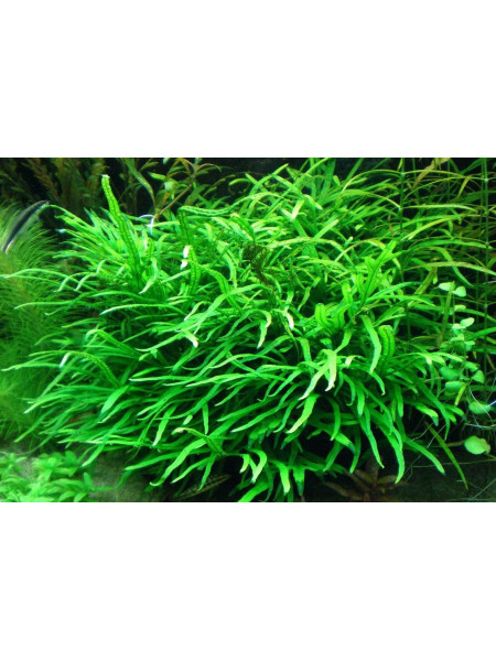 Microsorum pteropus "Needle Leaf"