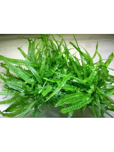 Папоротник таиландский (Microsorum pteropus Philippine)