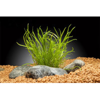 Лилеопсис Маврикийский (Lilaeopsis mauritiana) Лилеопсис Маврикийский (Lilaeopsis mauritiana)