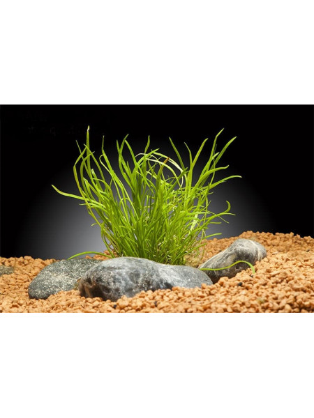 Лилеопсис Маврикийский (Lilaeopsis mauritiana)