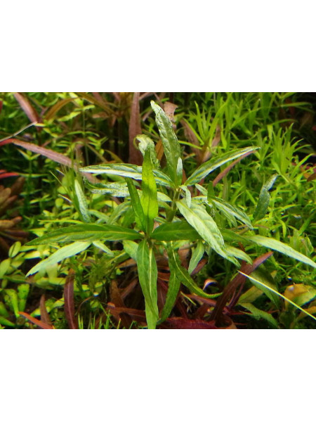 Стаурогин столонифера (Staurogyne stolonifera)