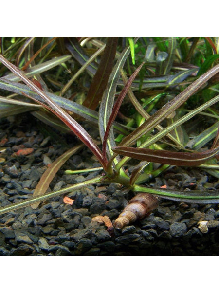 Гигрофила Арагвая (Hygrophila sp. Araguaia)