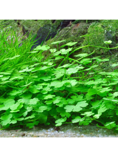 Гидрокотила трипартита (Hydrocotyle tripartita)