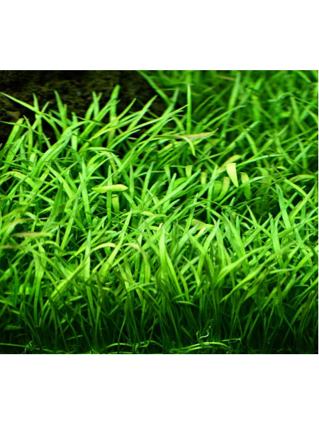 Лилеопсис бразильский (Lilaeopsis brasiliensis)