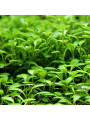 Глоссостигма (glossostigma elatinoides)