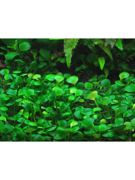 Марсилия (Marsilea quadrifolia)
