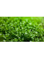 Микрантемум Монте Карло (Micranthemum sp. Monte Carlo)