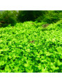 Микрантемум Монте Карло (Micranthemum sp. Monte Carlo)