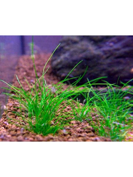 Элеохарис мини (Eleocharis sp. mini)