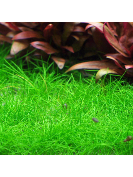 Ситняг крошечный (Eleocharis parvula)