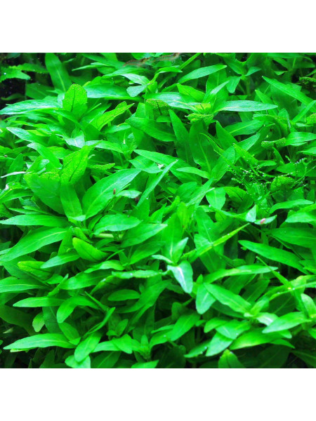 Стаурогин (Staurogyne repens)