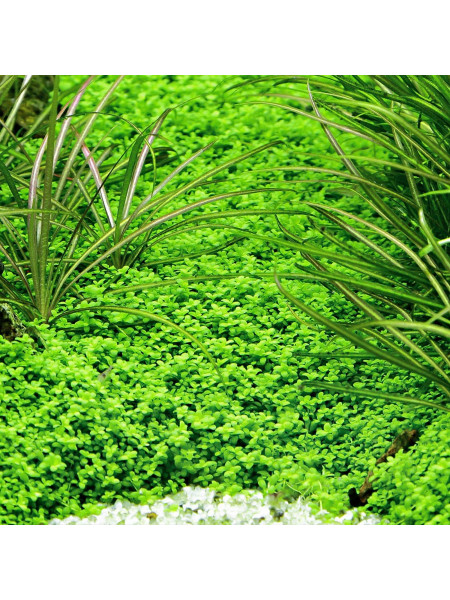 Хемиантус Куба (Hemianthus callitrichoides Cuba)
