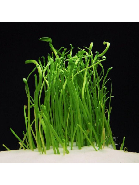 Лилеопсис макловиана (Lilaeopsis macloviana)