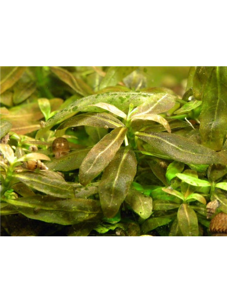 Стаурогин браун (Staurogyne sp. brown)