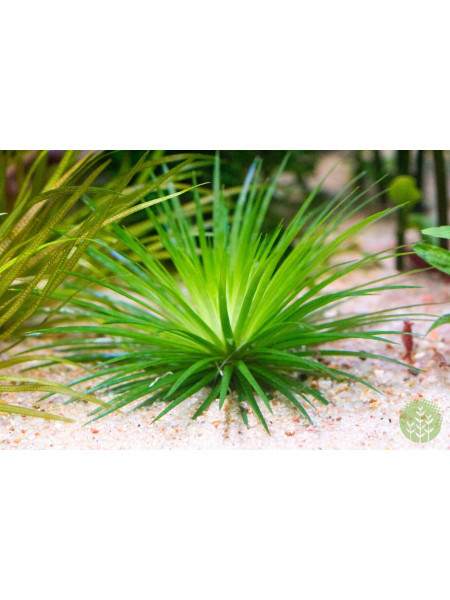 Эриокаулон синериум (Eriocaulon sp. Cinereum)